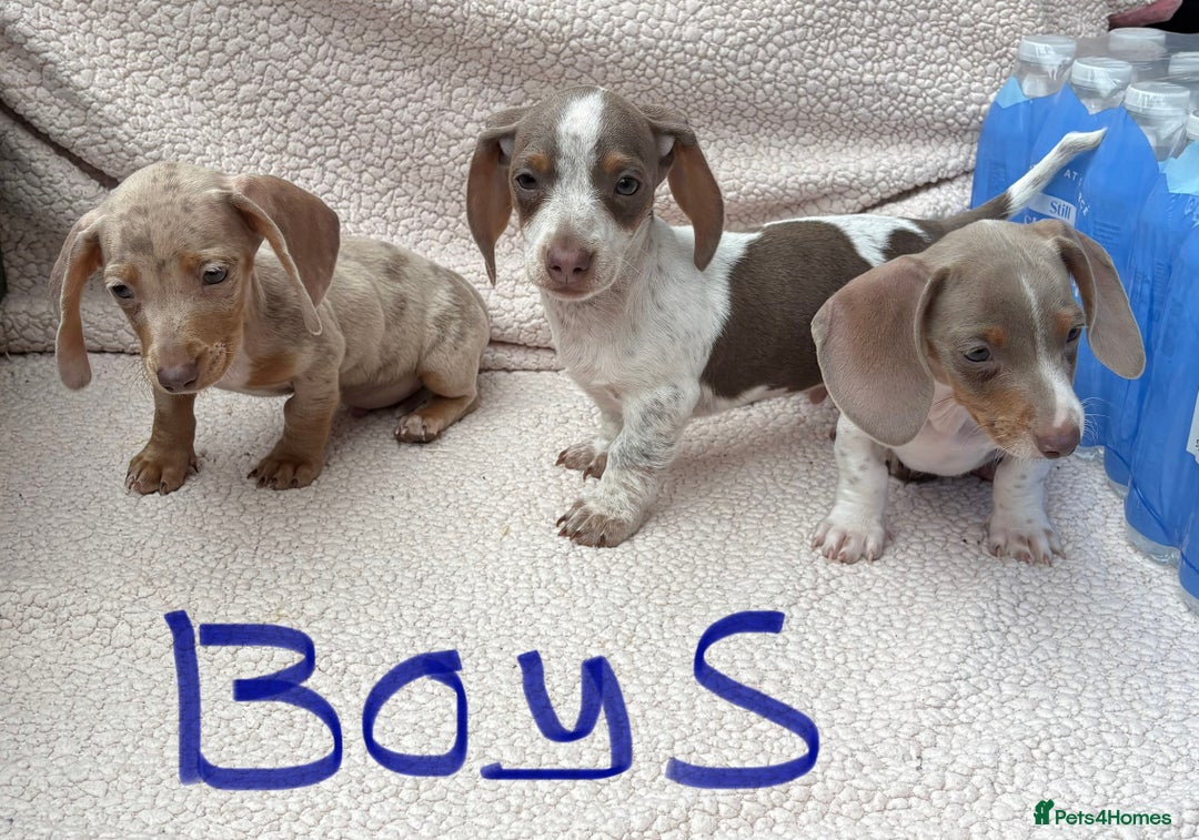 Miniature Dachshund dogs for sale: Fully vac RAINBOW MIX MINI DAXI KC REG PRA CLR - Image 8