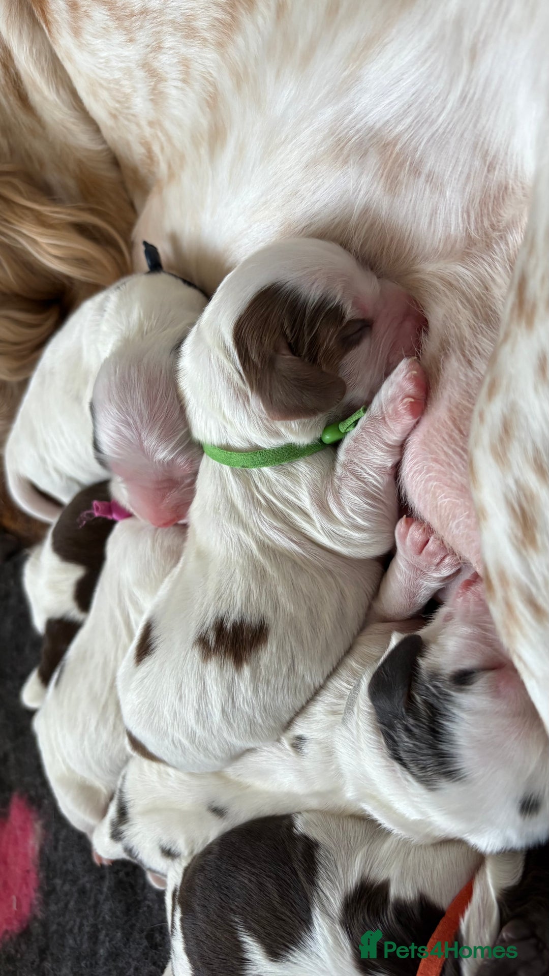 Cocker Spaniel dogs for sale: KC Reg; Home Raised; Low COI; DNA CLEAR; Show Type - Image 10