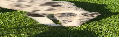 Border Collie 4