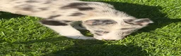 Border Collie dogs for sale: Border collie puppies in Ashbourne - Advert 6