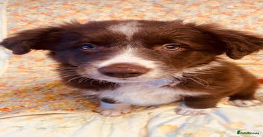 Border Collie dogs - Advert 2