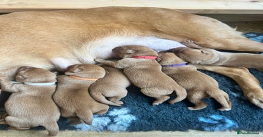 Labrador Retriever dogs KC Fox Red Labrador puppies - Advert 15