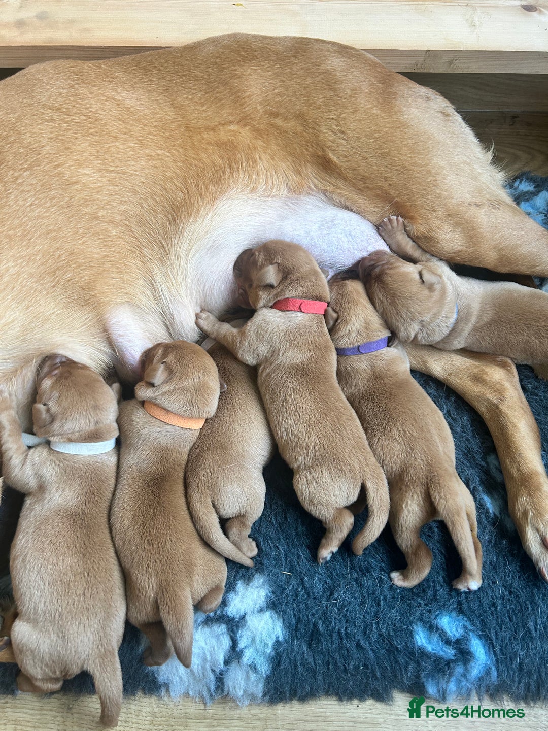 Labrador Retriever dogs for sale: KC Fox Red Labrador puppies - Image 2