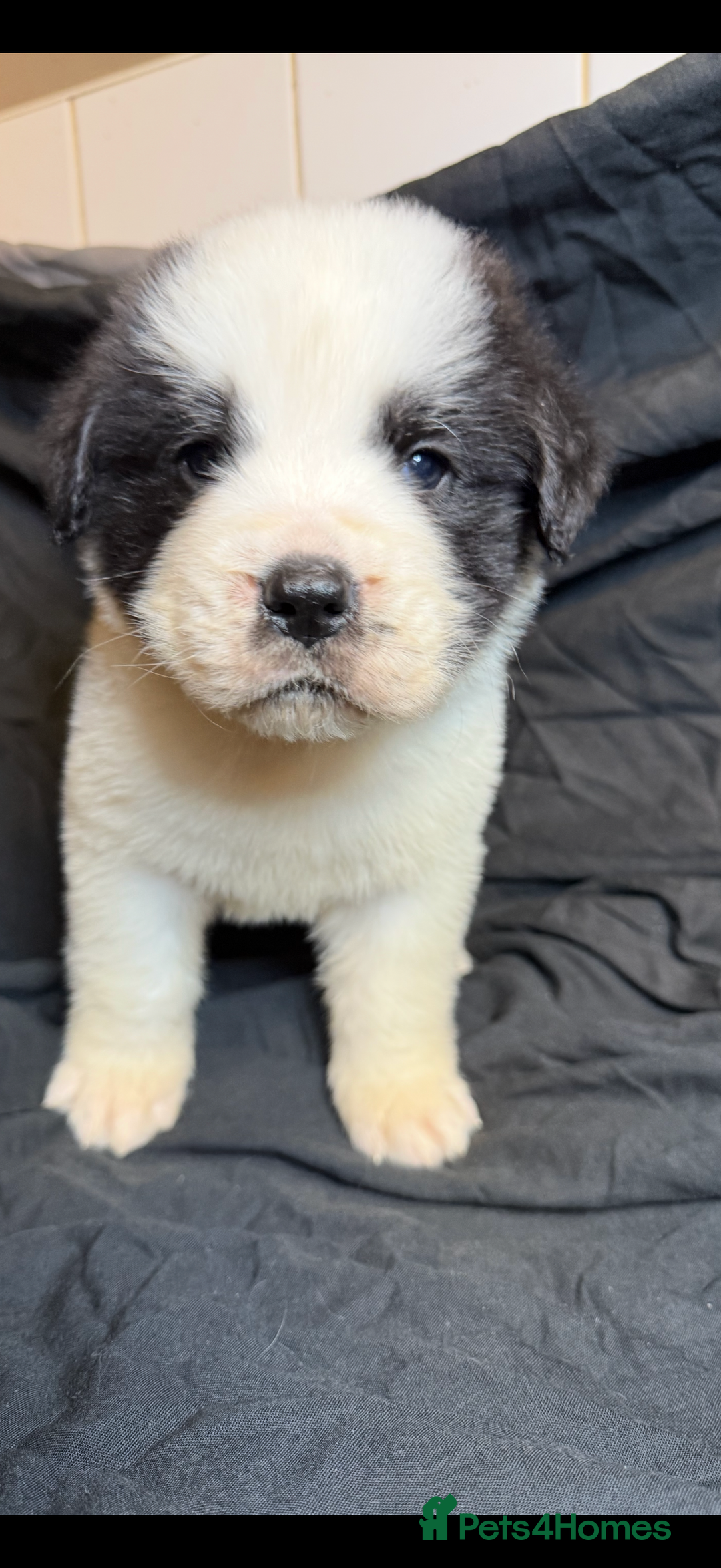 Saint Bernard dogs for sale: Saint Bernard puppies  - Image 9