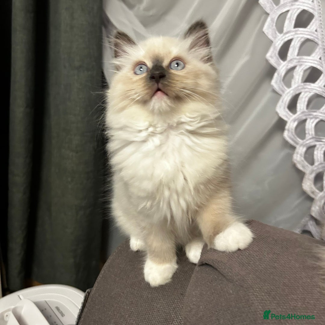 Ragdoll cats for sale: 😻 Beautiful Ragdoll Kittens😻 - Advert 10
