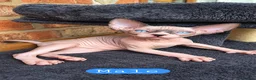 Sphynx cats for sale: Sphynx kittens for sale - Advert 3