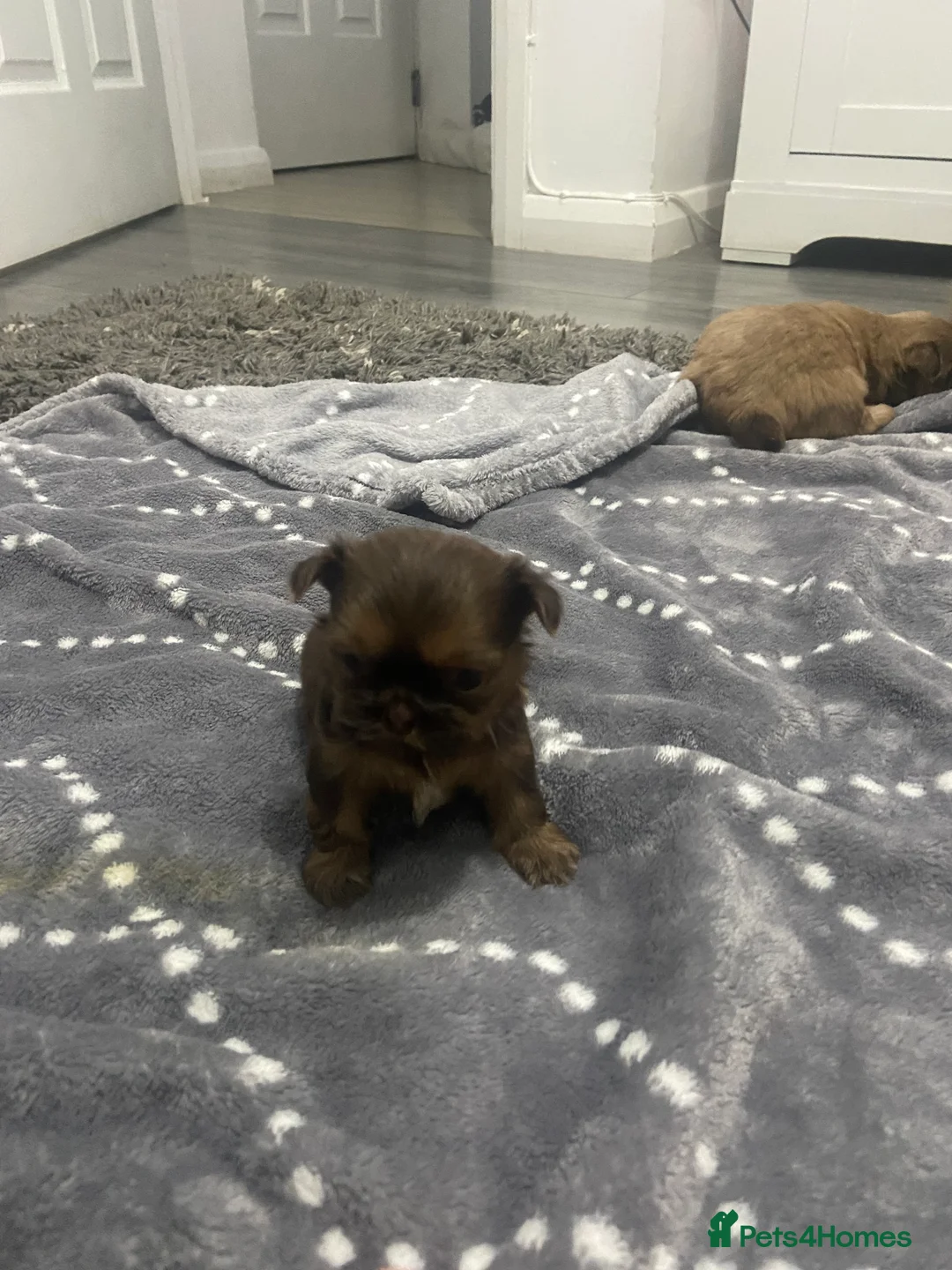 Shih Tzu dogs for sale: Colilo pups - Advert 6