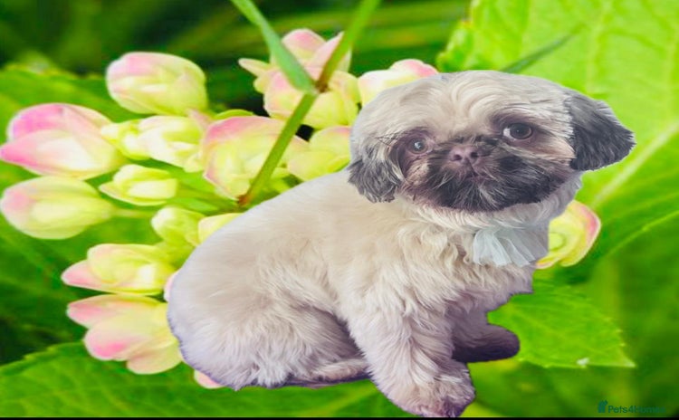 Shih Tzu dogs - Advert 2