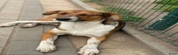 Mixed Breed dogs for adoption: Pretty Luna looking for love - Advert 17