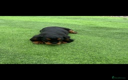 Cavalier King Charles Spaniel dogs for sale: King Charles cavalier last boys - Image 4