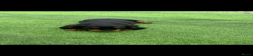 Cavalier King Charles Spaniel Puppy 1