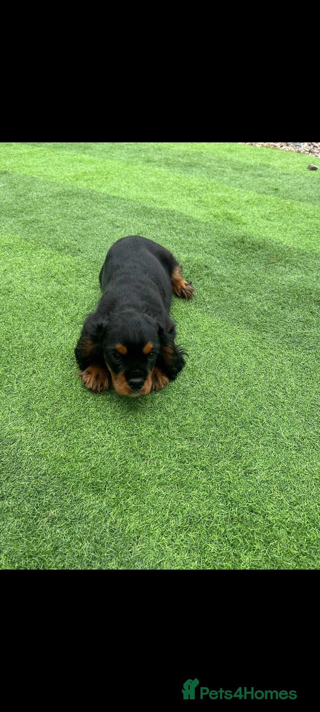 Cavalier King Charles Spaniel dogs for sale: King Charles cavalier last boys - Image 4