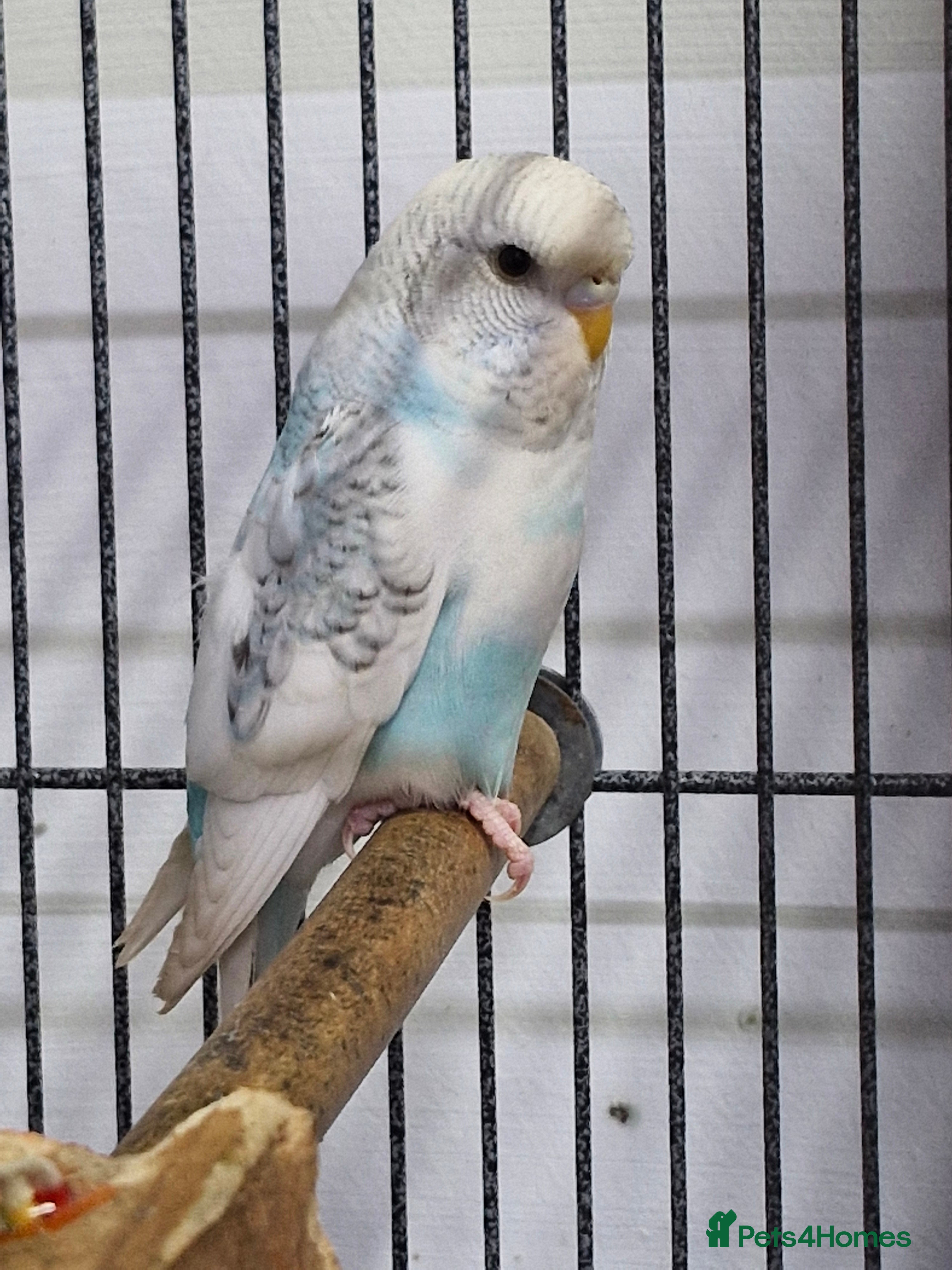 Budgerigars birds Baby Budgies 8 weeks old - Advert 4