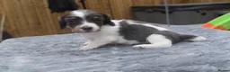 Miniature Dachshund dogs for sale: Long haired miniature dachshund  - Advert 9