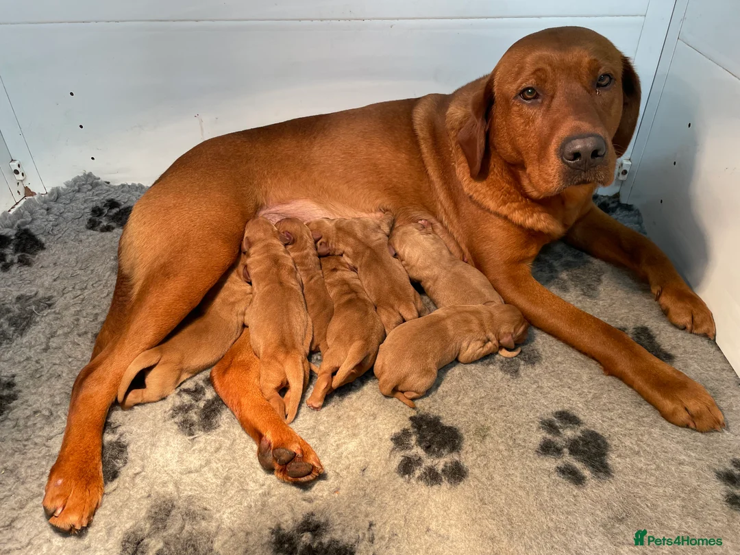Labrador Retriever dogs for sale: Fox Red Labrador Pups For Sale - Advert 13