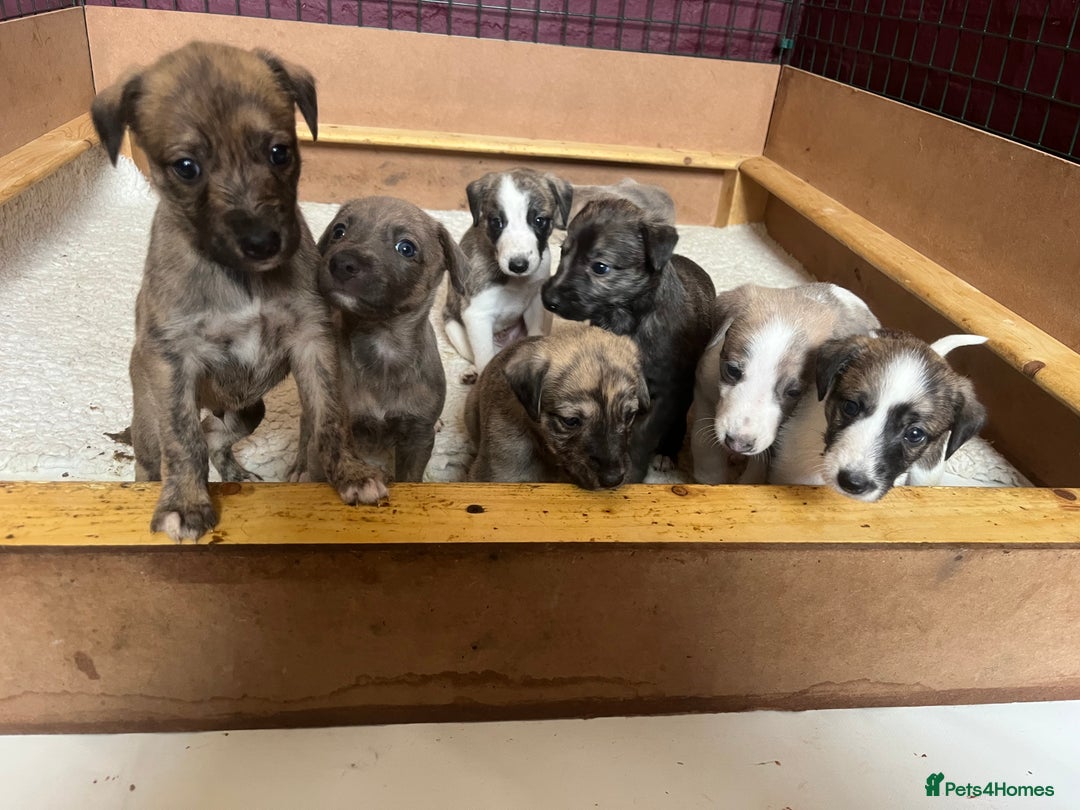 Mixed Breed dogs for sale: Beautifully Bred broken coated Lurcher Puppies - Image 12