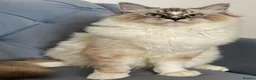 Ragdoll cats for stud: Proven Registered Stud - Advert 10