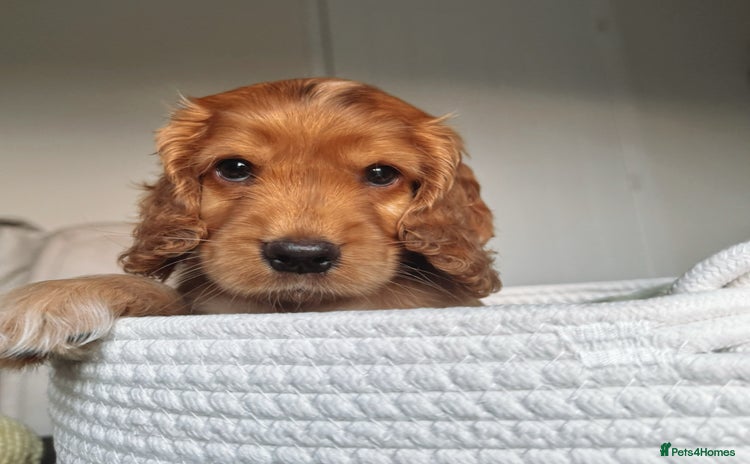 Cocker Spaniel dogs - Advert 4