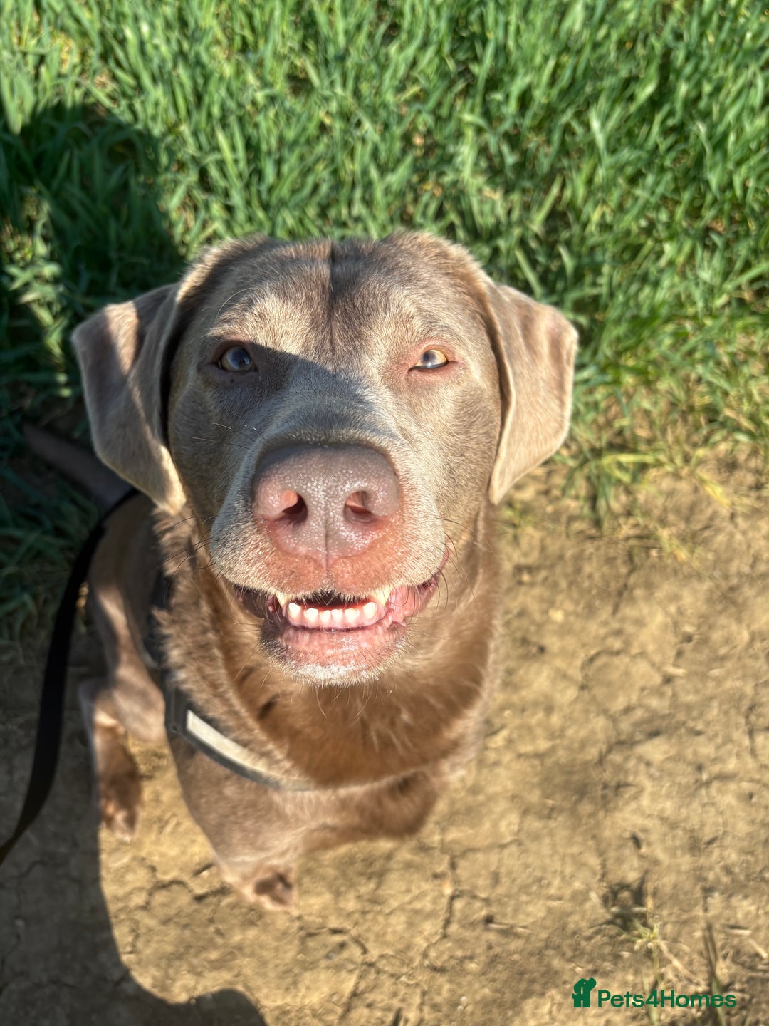 Labrador Retriever dogs for stud: Hugo The Silver Labrador - Advert 2