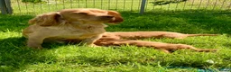 Cocker Spaniel dogs for sale: Cocker Spaniel puppies  - Advert 6