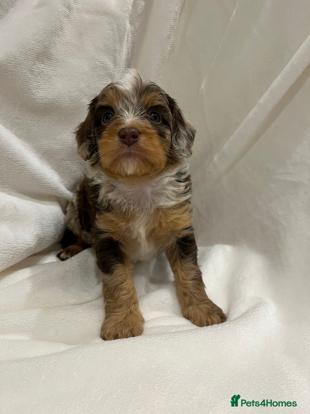 Cavapoo dogs for sale: Rare extensively health tested chocolate cavapoos - Advert 9