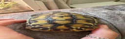 Hermann Tortoise reptiles for sale: Hermanns tortoise incuding set up  in Newhaven - Advert 2