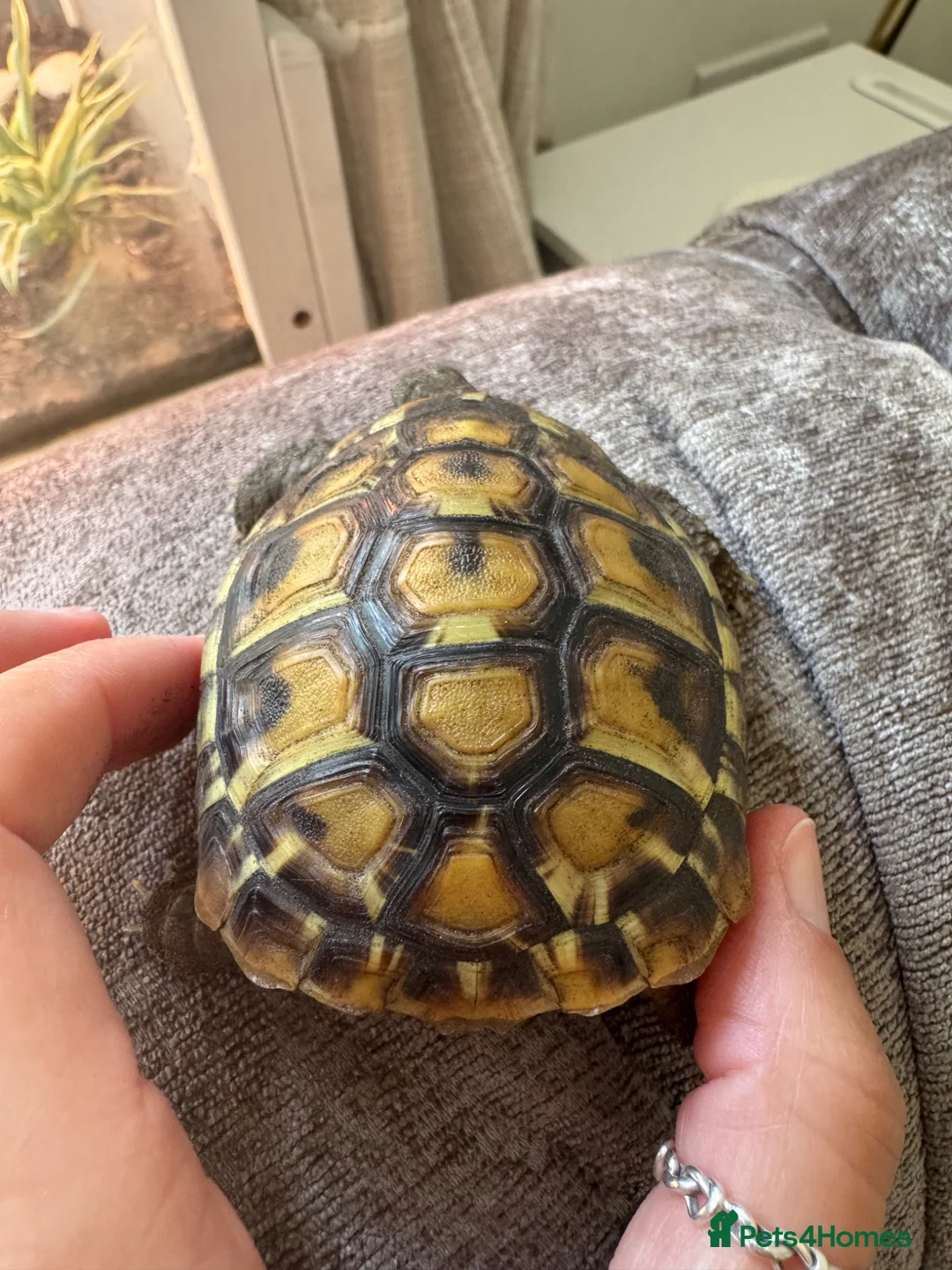 Hermann Tortoise reptiles for sale: Hermanns tortoise incuding set up  in Newhaven - Advert 2