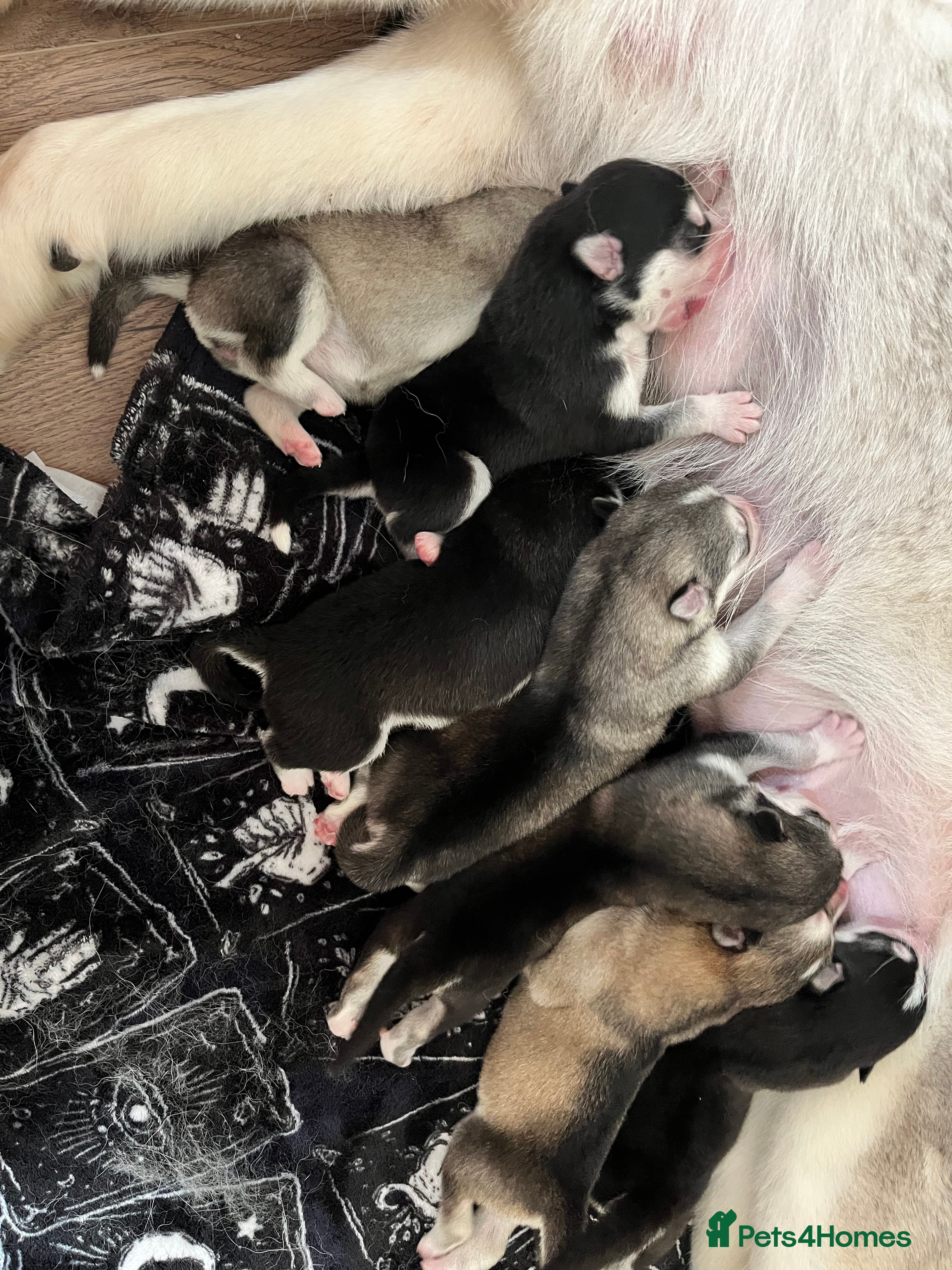 Utonagan dogs Strong Breed Puppies  Husky/Alaskan Malamute in Wrexham - Advert 1