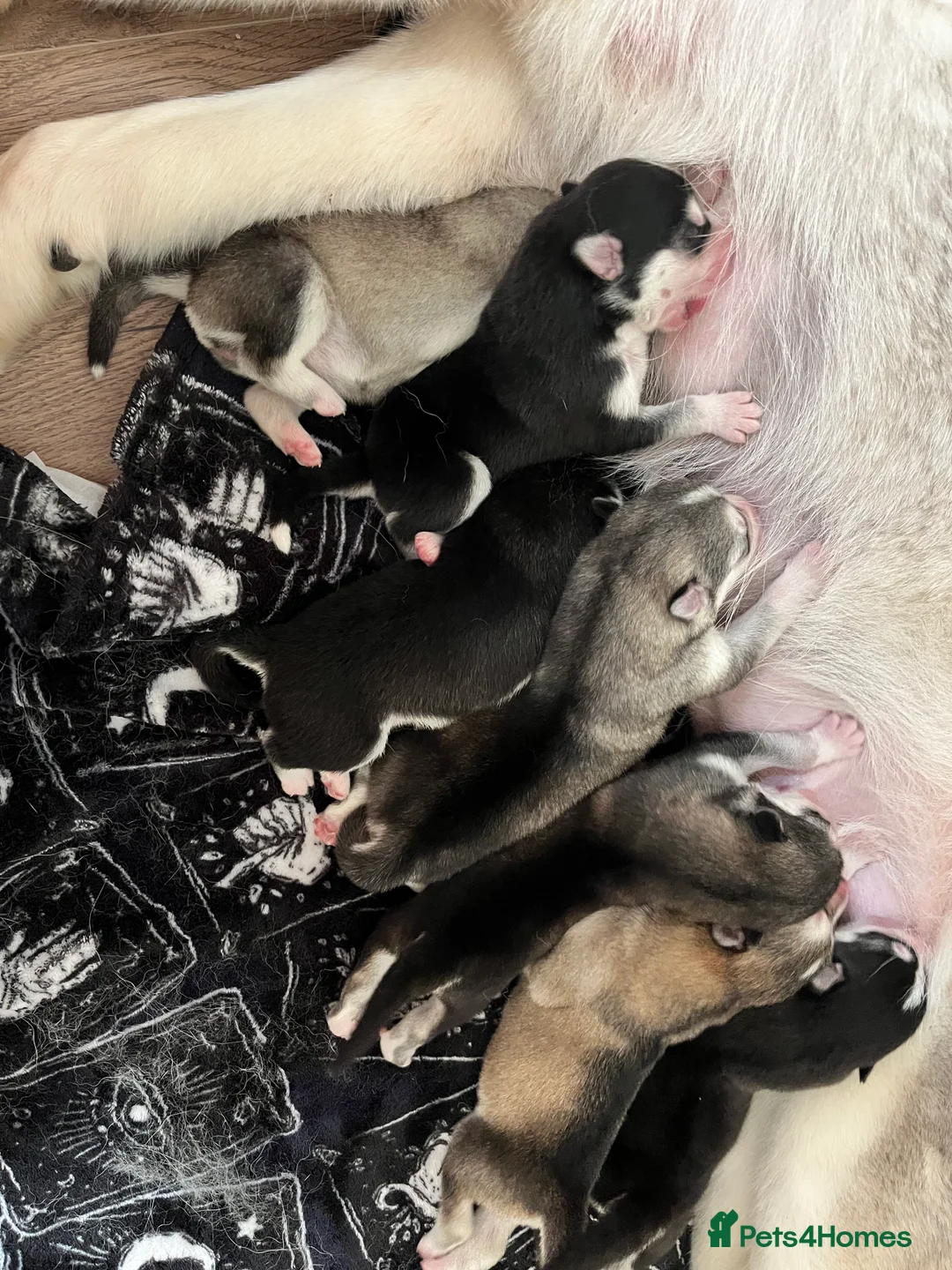 Utonagan dogs for sale: Strong Breed Puppies  Husky/Alaskan Malamute in Wrexham - Advert 1