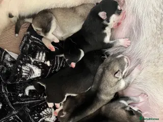 Utonagan dogs Strong Breed Puppies Husky/Alaskan Malamute in Wrexham - Advert 8