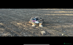 Mixed Breed dogs for adoption: Bell 5 year old Large Female - Image 4