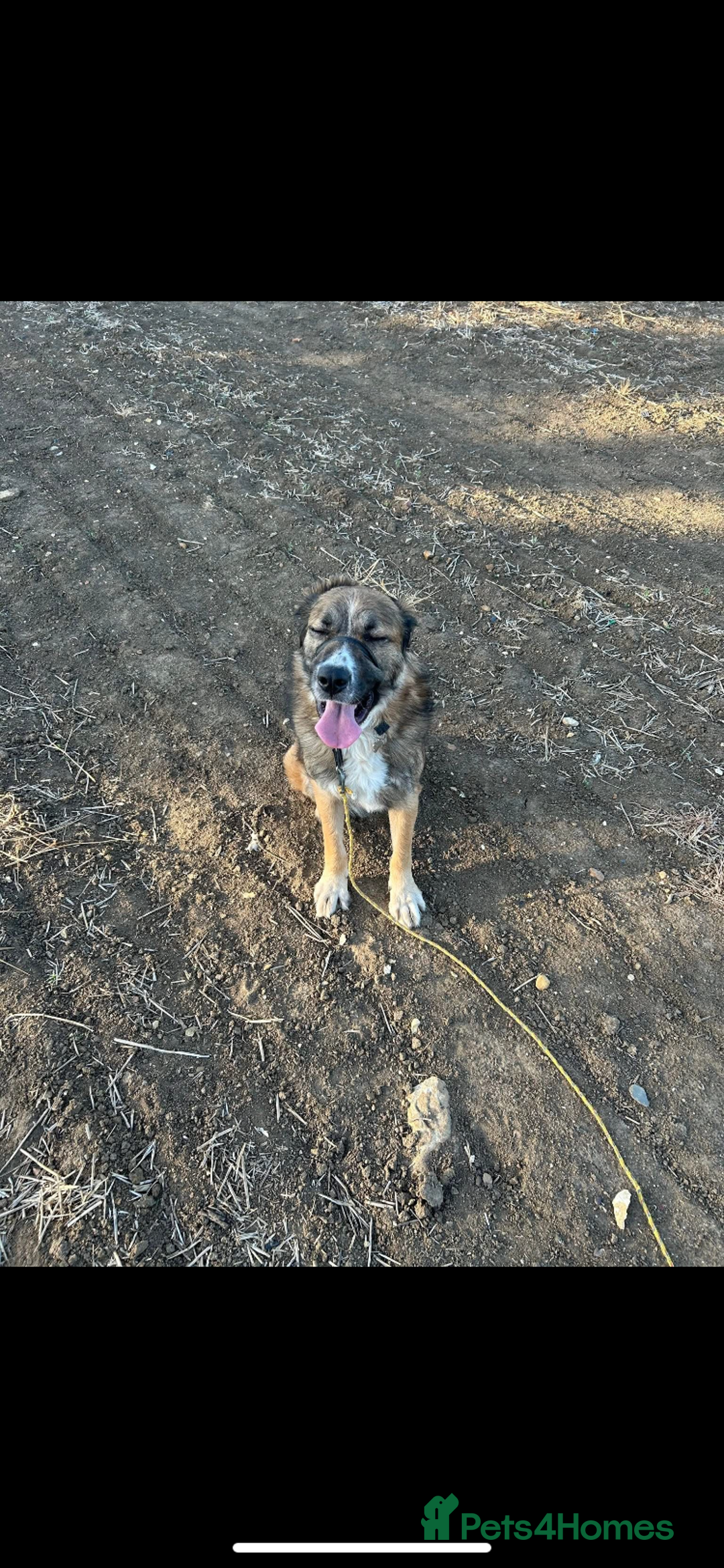 Mixed Breed dogs for adoption: Bell 5 year old Large Female - Image 4