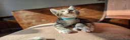 Maine Coon cats for sale: Marine Coon X kittens - Advert 5