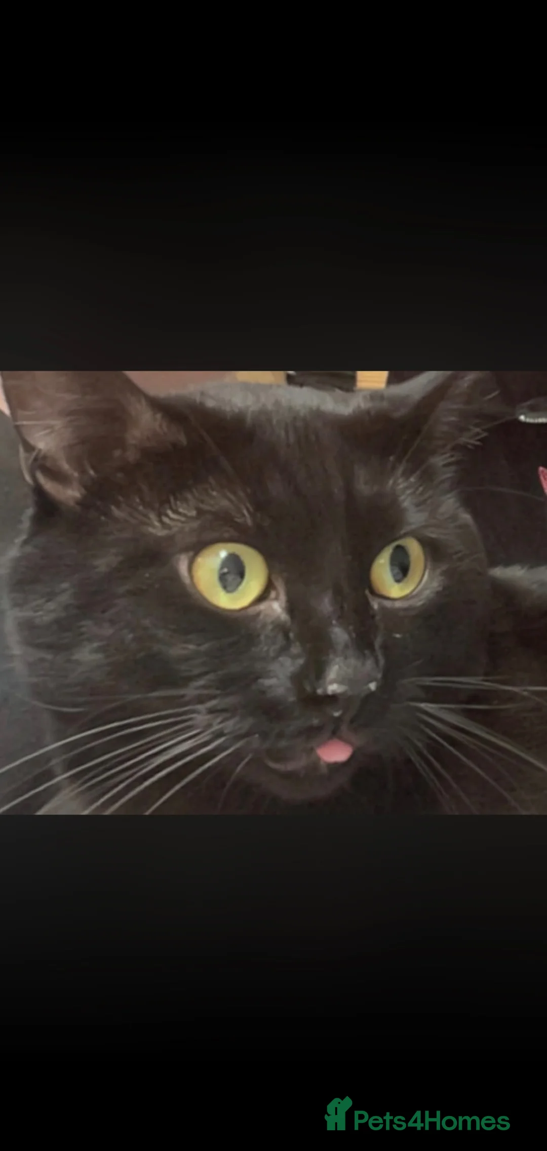 Mixed Breed cats for sale: Black kitty for sale  in Salford - Advert 2