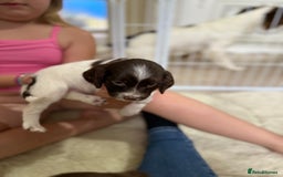 English Springer Spaniel dogs for sale: Springer spaniel puppies for sale - Image 4
