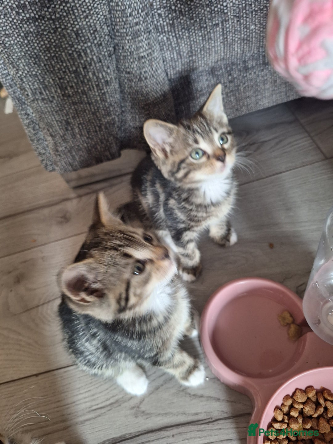 Domestic Shorthair cats for sale: Kittens for sale mother is half maine coon - Image 3