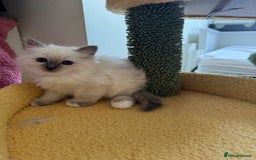 Birman cats for sale: Blue point female kitten for sale  - Image 15
