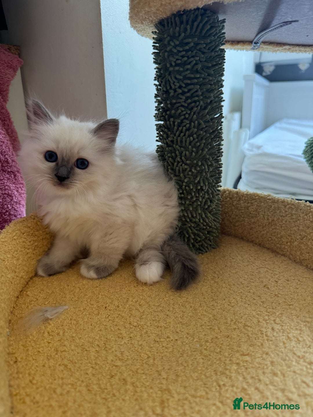 Birman cats for sale: Blue point female kitten for sale  - Image 15