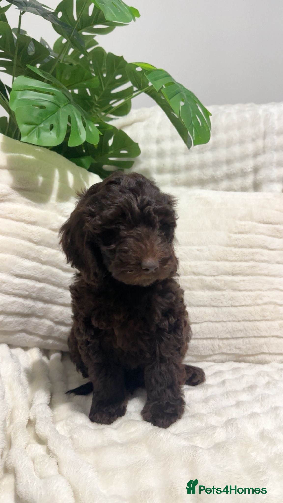 Labradoodle dogs Labradoodle puppies ready to leave now  - Advert 3