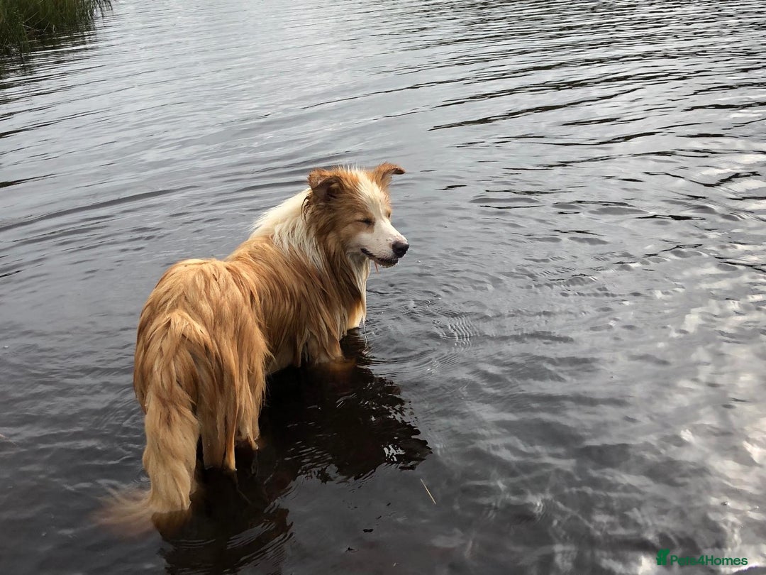 Border Collie dogs for sale: Border collie girl 2 yrs KC - Image 1