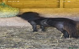 Miniature horses for sale: Jack  - Image 5