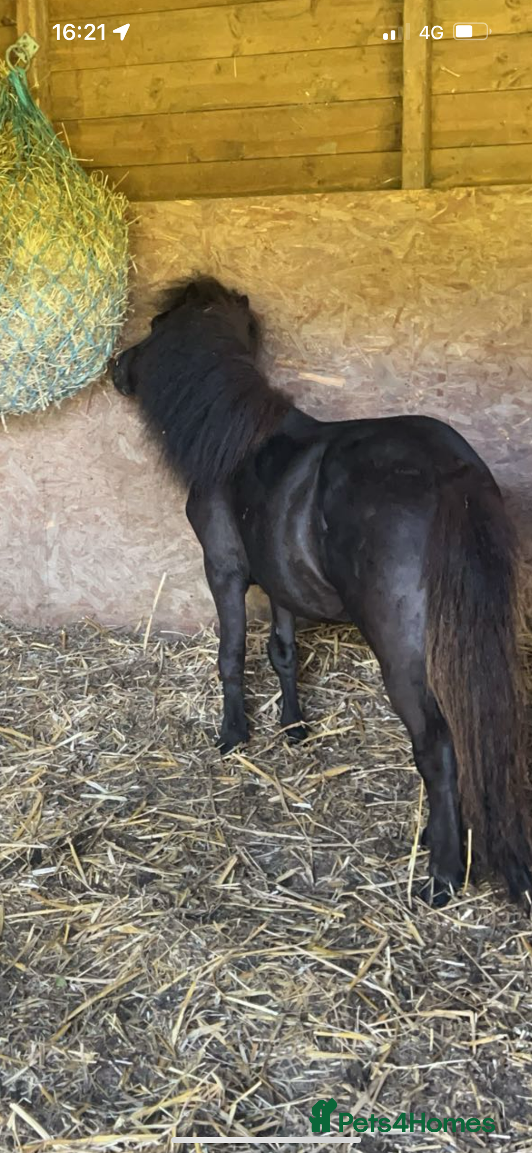 Miniature horses for sale: Jack  - Image 5