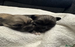 Chihuahua dogs for sale: Chihuahua puppies for sale - Image 15