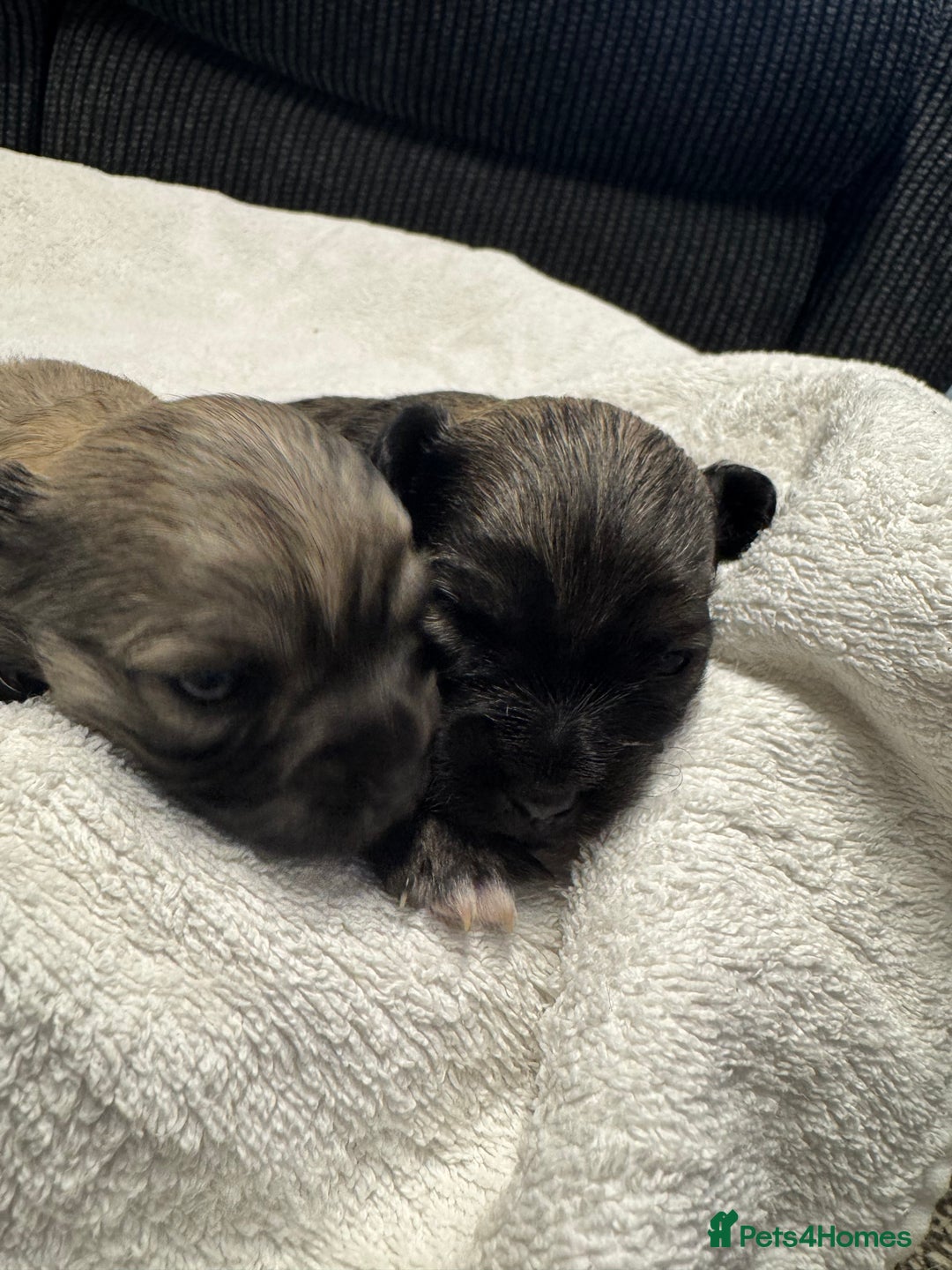 Chihuahua dogs for sale: Chihuahua puppies for sale - Image 15