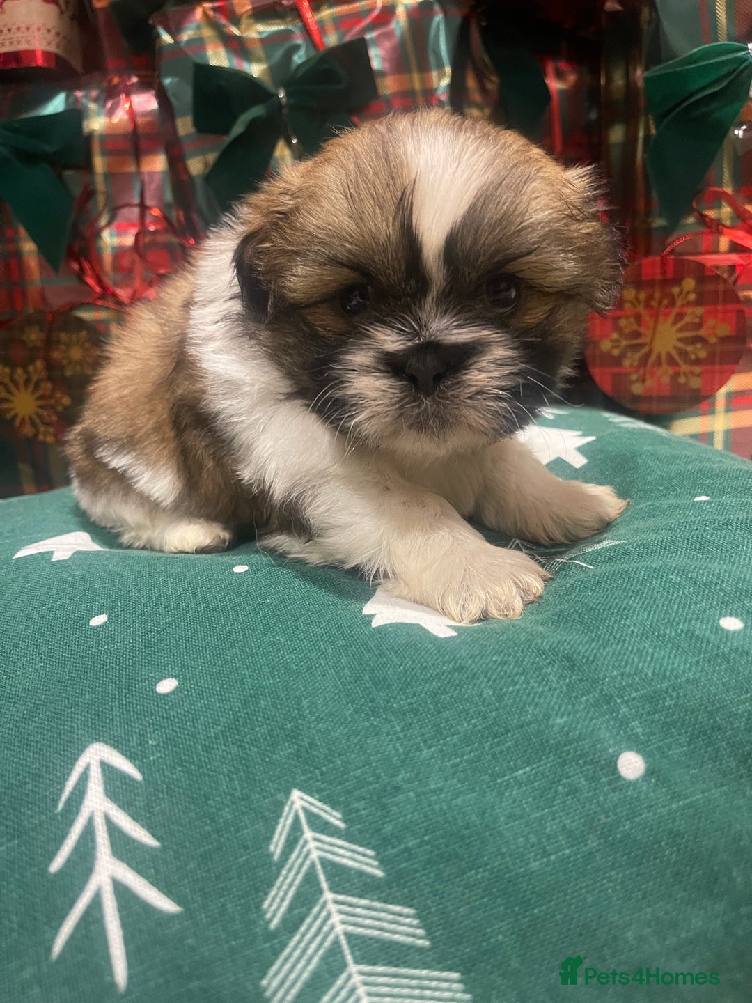 Shih Tzu dogs for sale: Shih tzu  puppies  - Advert 18