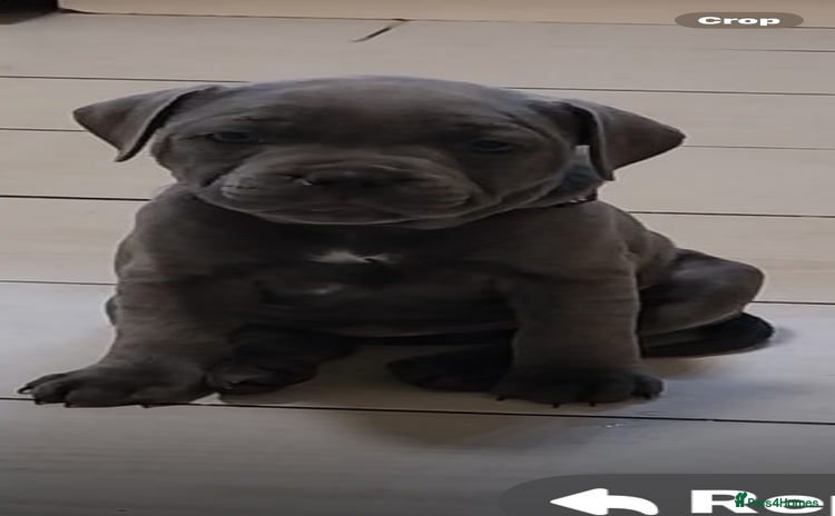 Staffordshire Bull Terrier dogs - Advert 6