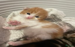 Bengal cats for sale: Mixed Bengal Kittens - Image 3