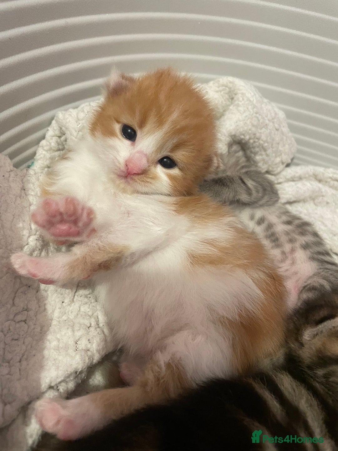 Bengal cats for sale: Mixed Bengal Kittens - Image 3