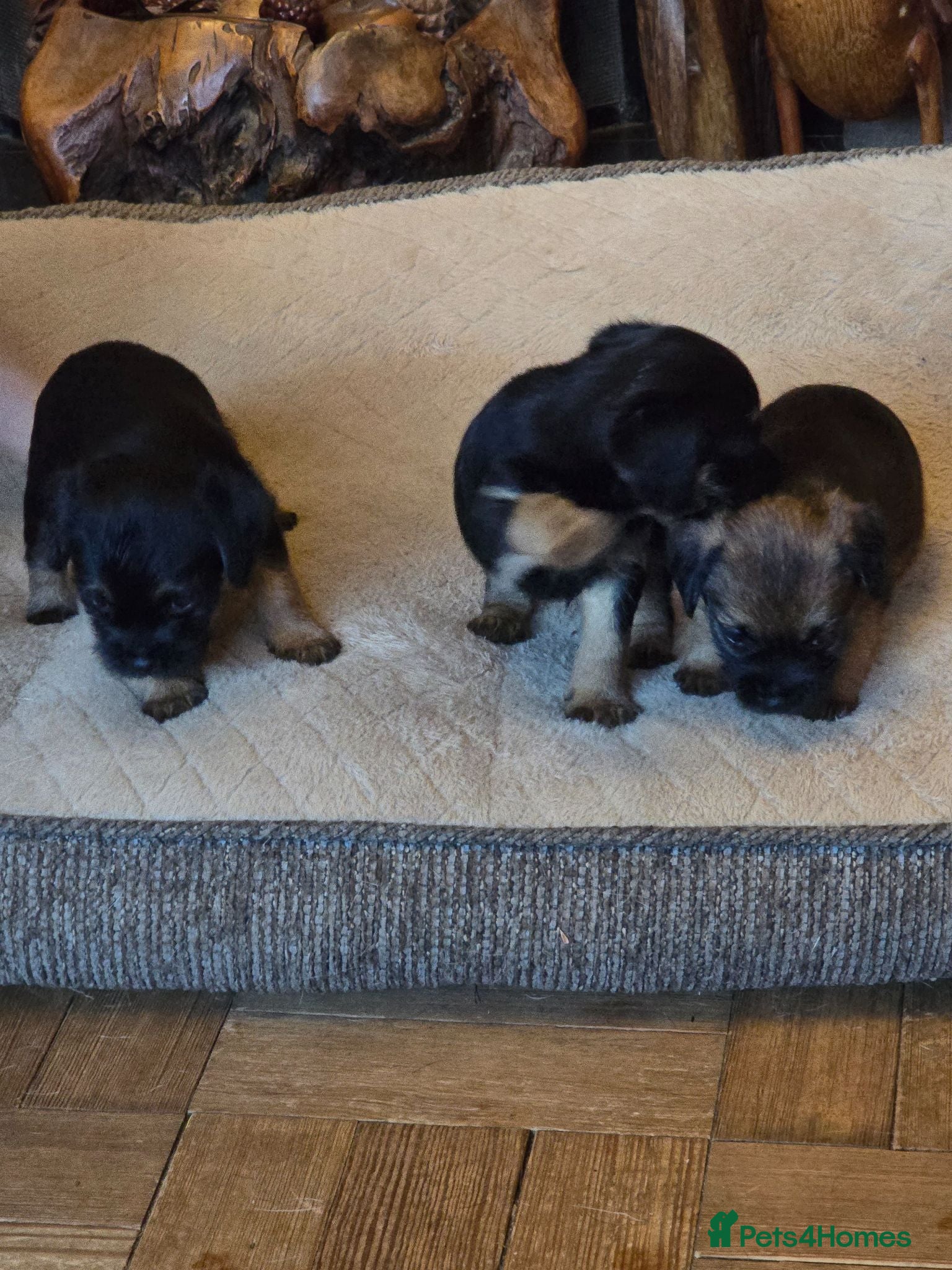 Border Terrier dogs Border Terrier puppies - Advert 2