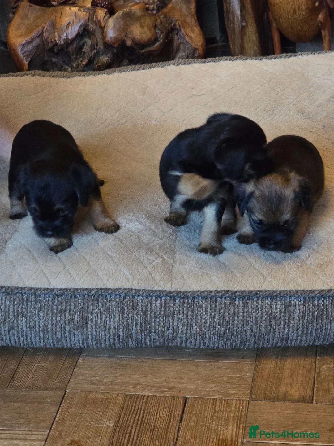Border Terrier dogs for sale: Border Terrier puppies - Advert 2